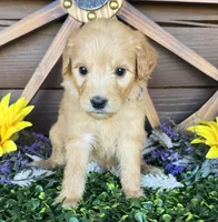 Purple girl, a female Goldendoodle for sale in Spring Branch, TX – Photo 2 of 2