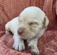 Blue collar , a male Labrador Retriever for sale in Spring Branch, TX – 6 of 6