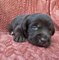 Pink collar, a female Labrador Retriever for sale in Spring Branch, TX – 4 of 5