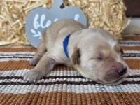 Blue collar , a male Golden Retriever for sale in Spring Branch, TX – 4 of 5