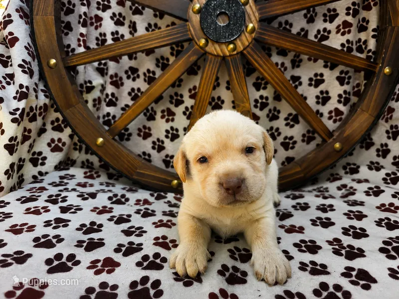 Orange collar – Labrador Retriever puppy for sale in Spring Branch, TX