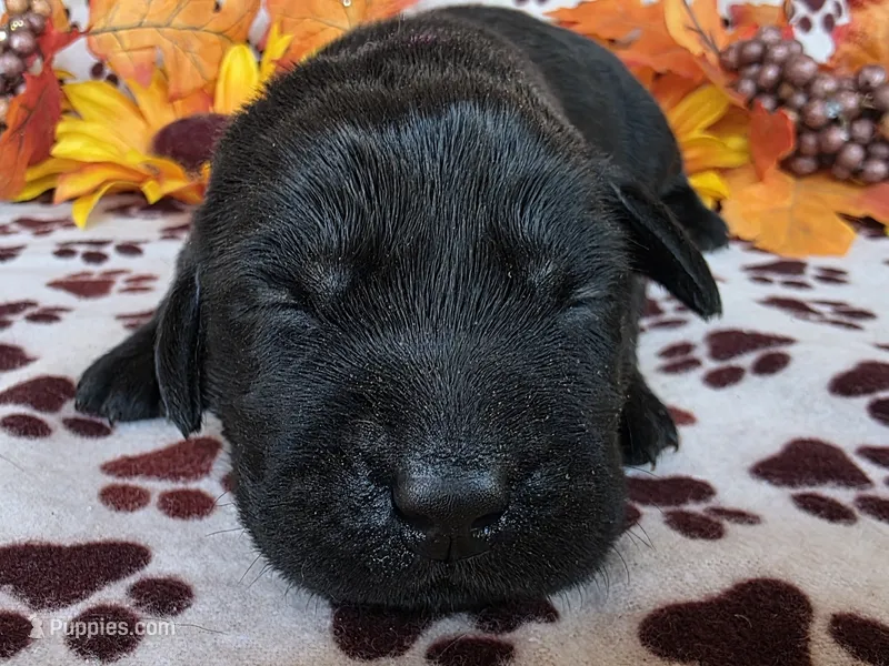 Dark pink collar – Labrador Retriever puppy for sale in Spring Branch, TX