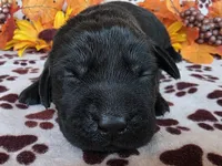 Dark pink collar, a female Labrador Retriever for sale in Spring Branch, TX – 1 of 5