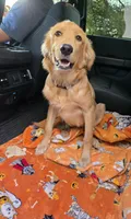 Buddy, a male Golden Retriever for sale in Spring Branch, TX – 2 of 4