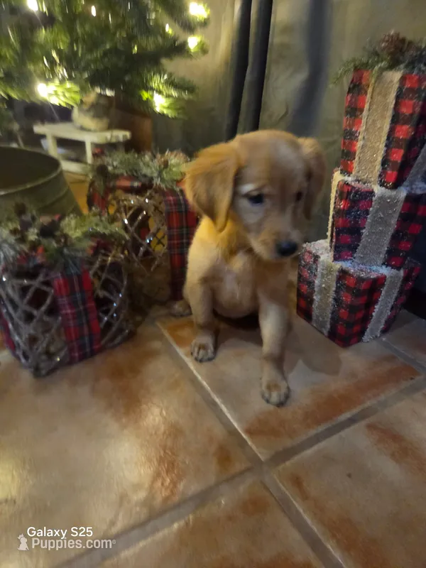 Zowie  – Golden Retriever puppy for sale in Spring Branch, TX