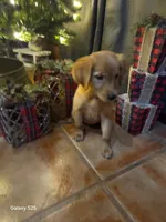 Zowie , a female Golden Retriever for sale in Spring Branch, TX – 1 of 9