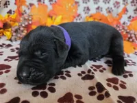Purple collar , a female Labrador Retriever for sale in Spring Branch, TX – 5 of 5