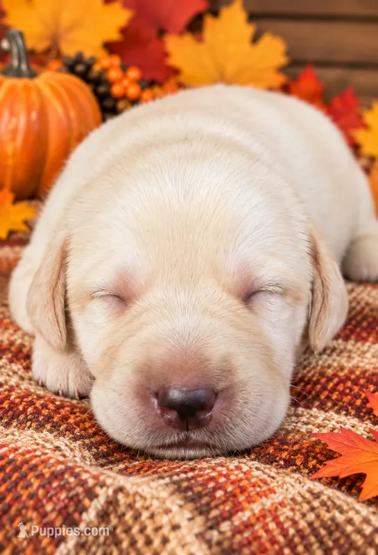 Black collar  – Labrador Retriever puppy for sale in Spring Branch, TX