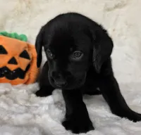 Grey girl , a female Labrador Retriever for sale in Spring Branch, TX – 1 of 3