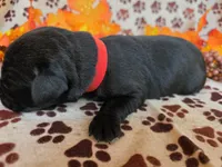 Red collar , a male Labrador Retriever for sale in Spring Branch, TX – 4 of 4