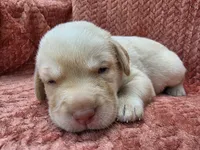 Orange collar, a male Labrador Retriever for sale in Spring Branch, TX – 3 of 5