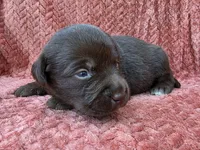 Pink collar, a female Labrador Retriever for sale in Spring Branch, TX – 5 of 5