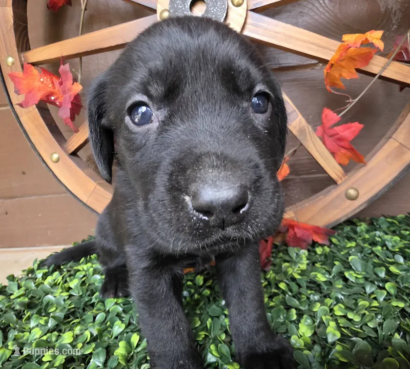 Yellow collar  – Labrador Retriever puppy for sale in Spring Branch, TX