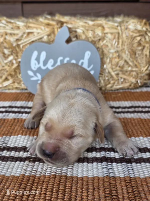 Blue collar  – Golden Retriever puppy for sale in Spring Branch, TX