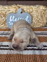 Blue collar , a male Golden Retriever for sale in Spring Branch, TX – 1 of 5