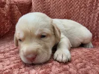 Orange collar, a male Labrador Retriever for sale in Spring Branch, TX – 5 of 5