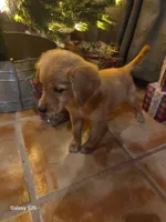 Zowie , a female Golden Retriever for sale in Spring Branch, TX – 7 of 9