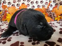 Dark pink collar, a female Labrador Retriever for sale in Spring Branch, TX – 4 of 5