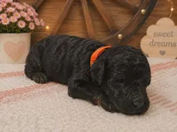 Orange collar, a male Poodle - Standard  for sale in Spring Branch, TX – 2 of 2