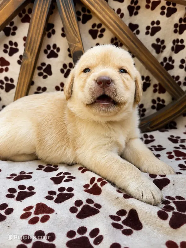Black collar  – Labrador Retriever puppy for sale in Spring Branch, TX