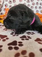 Dark pink collar, a female Labrador Retriever for sale in Spring Branch, TX – 5 of 5