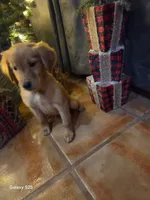 Zowie , a female Golden Retriever for sale in Spring Branch, TX – 5 of 9