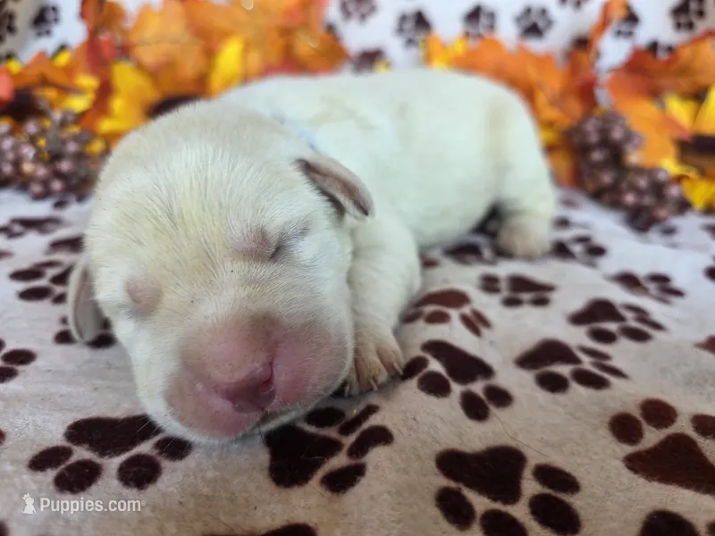 Blue collar – Labrador Retriever puppy for sale in Spring Branch, TX