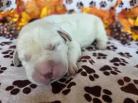 Blue collar, a male Labrador Retriever for sale in Spring Branch, TX – 1 of 4