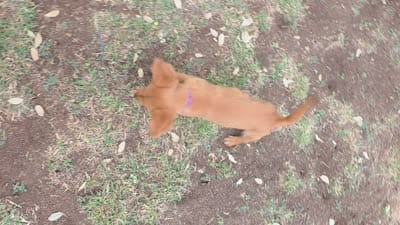 Zowie , a female Golden Retriever for sale in Spring Branch, TX – 9 of 9