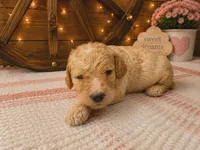 Red collar, a male Poodle - Standard  for sale in Spring Branch, TX – 2 of 3