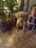 Zowie , a female Golden Retriever for sale in Spring Branch, TX – 6 of 9