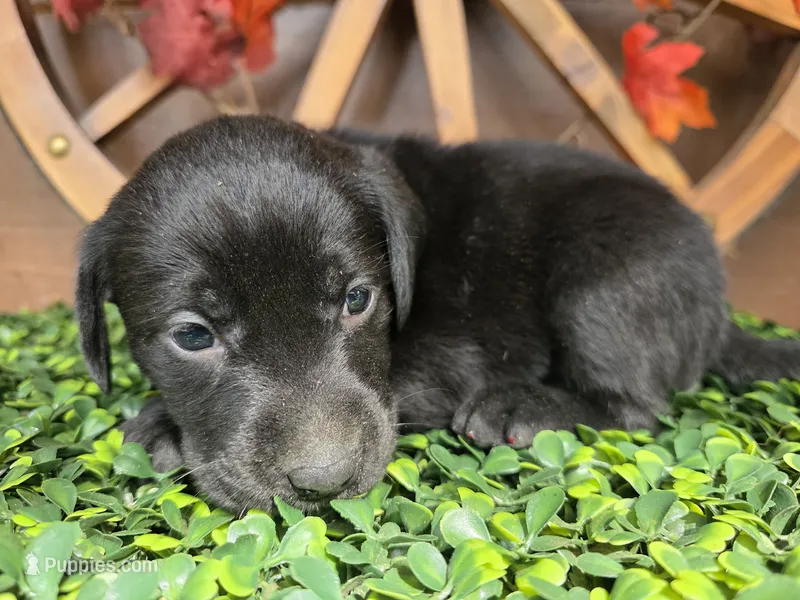 Baby blue collar – Labrador Retriever puppy for sale in Spring Branch, TX