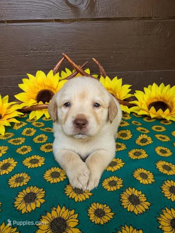 Black collar  – Labrador Retriever puppy for sale in Spring Branch, TX