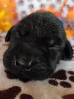 Baby blue collar, a female Labrador Retriever for sale in Spring Branch, TX – 1 of 3