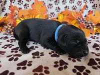 Baby blue collar, a female Labrador Retriever for sale in Spring Branch, TX – 3 of 3