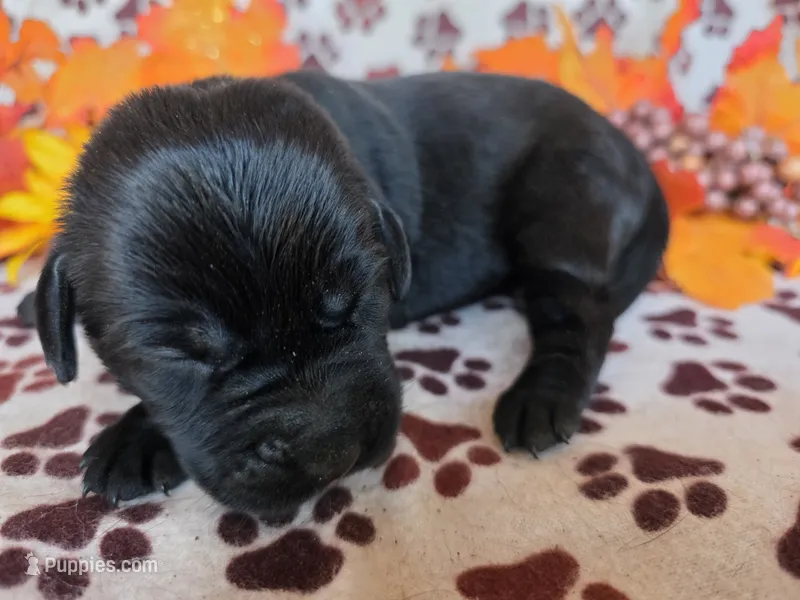 Green collar  – Labrador Retriever puppy for sale in Spring Branch, TX