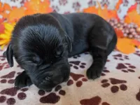 Green collar , a female Labrador Retriever for sale in Spring Branch, TX – 1 of 4