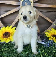 Tan girl, a female Goldendoodle for sale in Spring Branch, TX – Photo 1 of 3