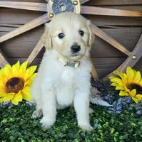 Tan girl, a female Goldendoodle for sale in Spring Branch, TX – Photo 3 of 3