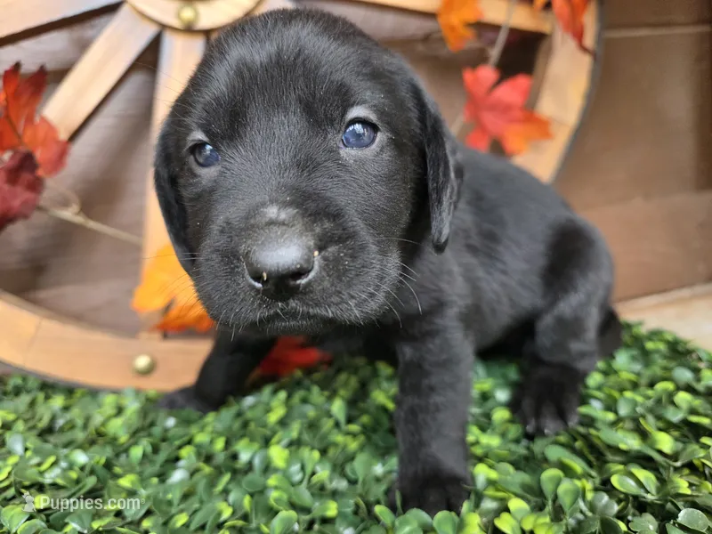 Pink collar  – Labrador Retriever puppy for sale in Spring Branch, TX