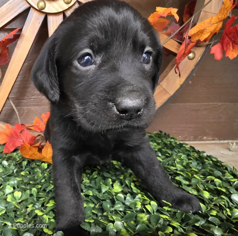 Green collar  – Labrador Retriever puppy for sale in Spring Branch, TX