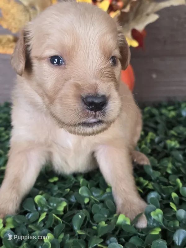 Grey collar  – Golden Retriever puppy for sale in Spring Branch, TX