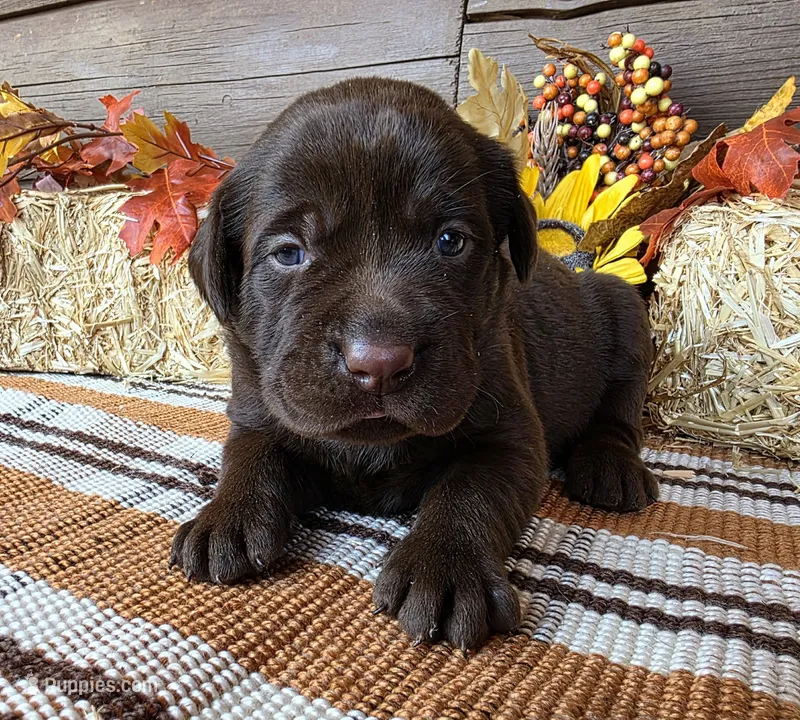 Teal collar  – Labrador Retriever puppy for sale in Spring Branch, TX