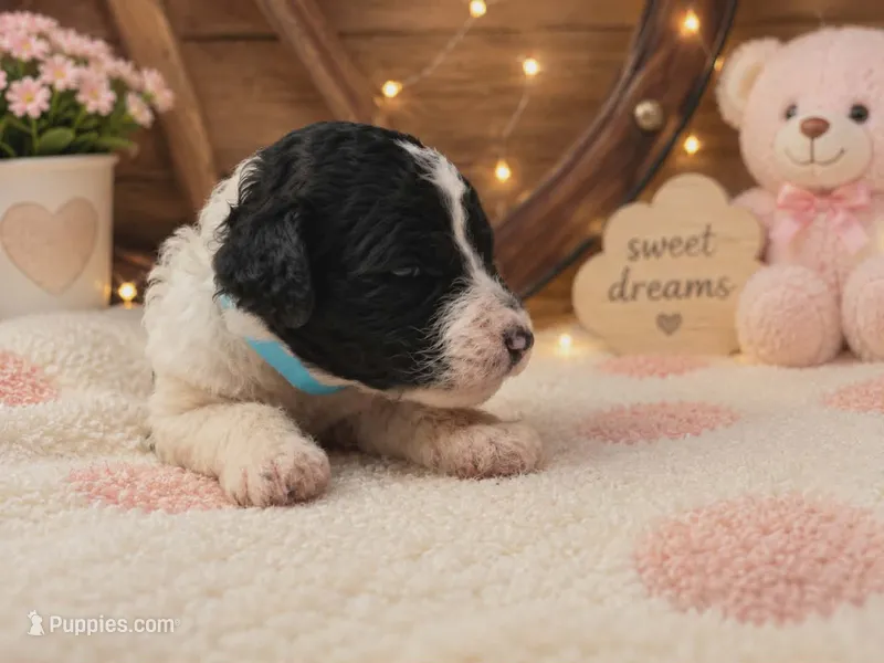 Teal collar  – Poodle - Standard  puppy for sale in Spring Branch, TX