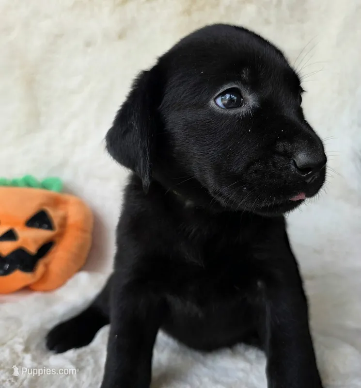 Yellow collar  – Labrador Retriever puppy for sale in Spring Branch, TX