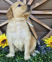 White girl, a female Goldendoodle for sale in Spring Branch, TX – Photo 4 of 5