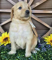 White girl, a female Goldendoodle for sale in Spring Branch, TX – Photo 2 of 5