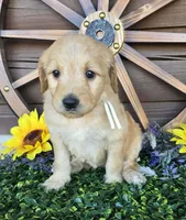 White girl, a female Goldendoodle for sale in Spring Branch, TX – Photo 1 of 5