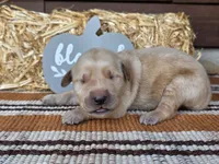 Blue collar , a male Golden Retriever for sale in Spring Branch, TX – 2 of 5