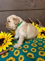 Green collar, a female Golden Retriever for sale in Spring Branch, TX – 2 of 5